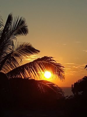 A palm tree with the sun setting behind it.